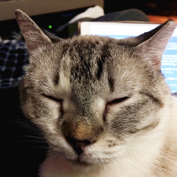 A great and white striped cat asleep on a woman's lap, in front of an iPad screen.