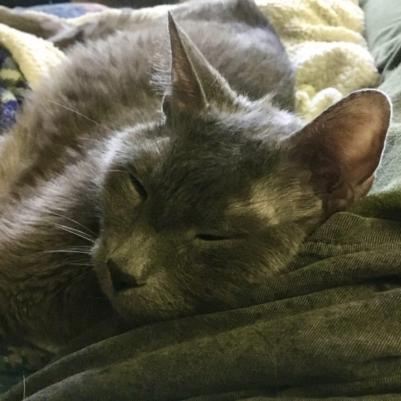 A sleeping grey cat stretched out beside a woman's leg with his head resting on her hip.