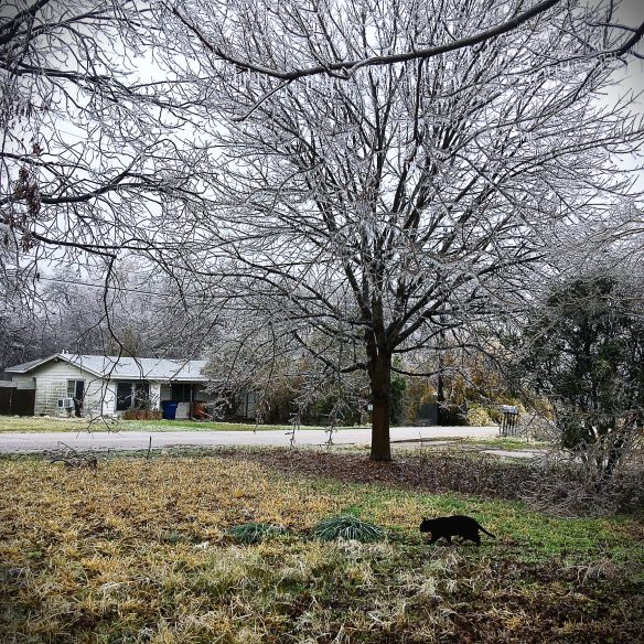 Photo taken from the front porch of a house in a working class, inner city neighborhood. A rundown house is seen in the distance. In the foreground, a small black cat walks across a yard. The grass is brown with patches of green. The trees in the mid distance are covered thickly with ice. The sky is grey.