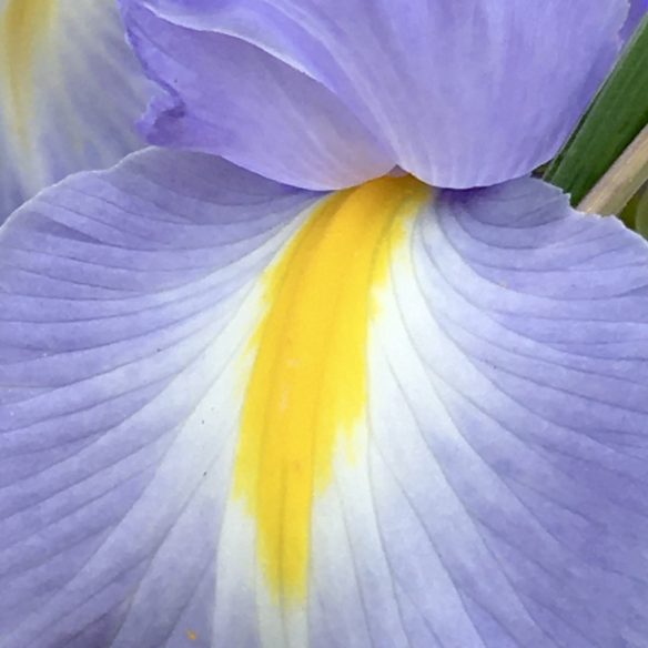 Close up image of flower petals of a Dutch Iris. Outer edges are light purple, then moving inward there is white, followed by bright yellow.