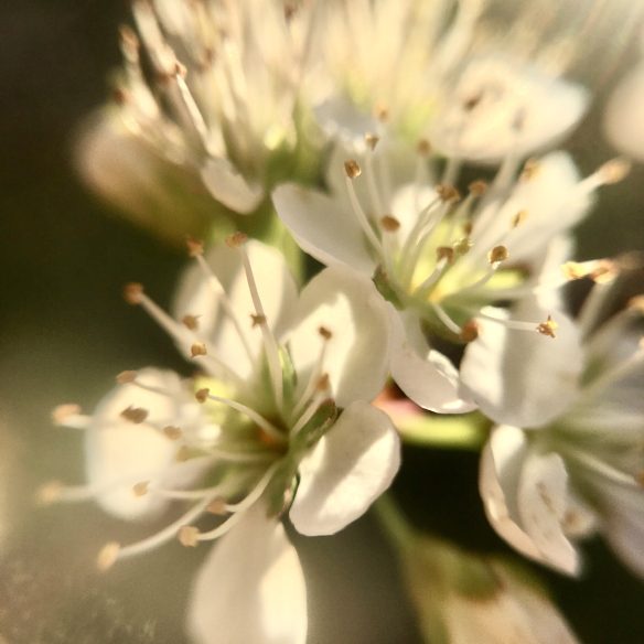 A cluster of small white pear flowers in the warm late day sunlight.
