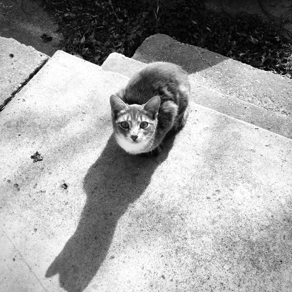 A small grey and white cat sits warily on a concrete front porch in the early morning light, with its paws and tail tightly tucked beneath it. It’s looks at the viewer imploringly, as if to beg for a meal.